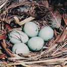 In caso di scarsa densità di storni questo nido può essere occupato anche da altre specie (balia nera, picchio muratore).