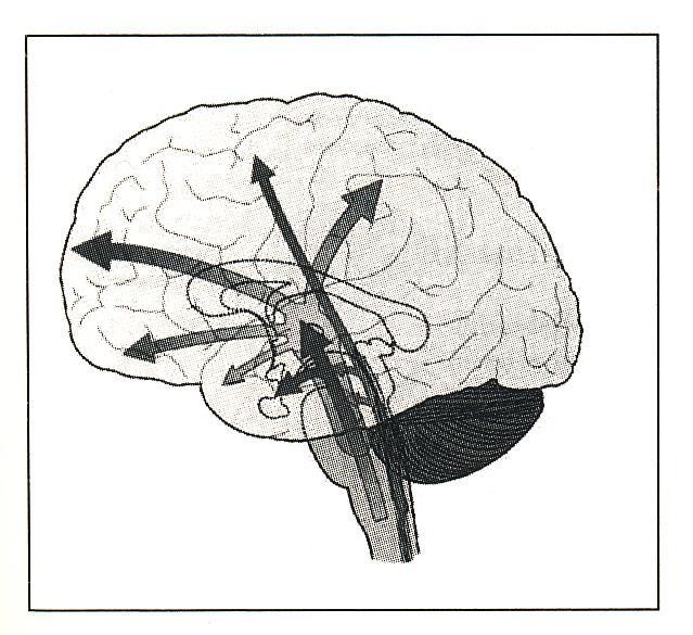 FISIOPATOLOGIA DELLA NOCICEZIONE PERCEZIONE Dai nuclei talamici le informazioni nocicettive pervengono alle aree corticali della sensibiltà (lobi