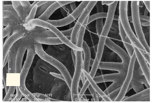 luce polarizzata), B - Epidermide di Quercus suber, si