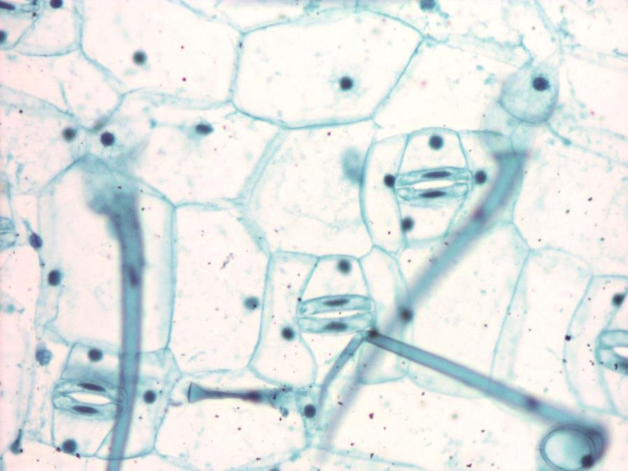 Le sue cellule sono prive di cloroplasti, non hanno spazi intercellulari,