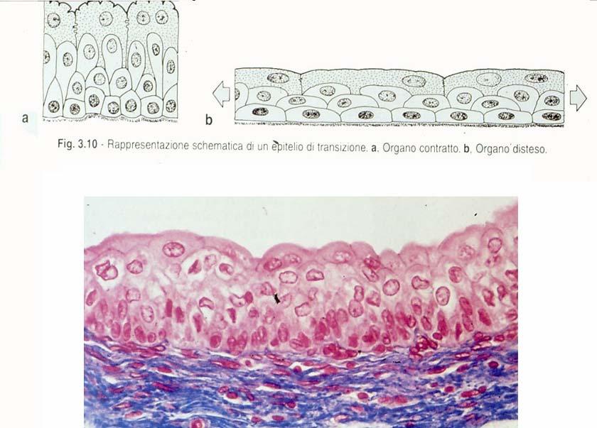 Epitelio di transizione In una sezione istologica appare tipicamente tristratificato con cellule basali, intermedie e superficiali ma, in realtà, è pseudostratificato e formato essenzialmente da due