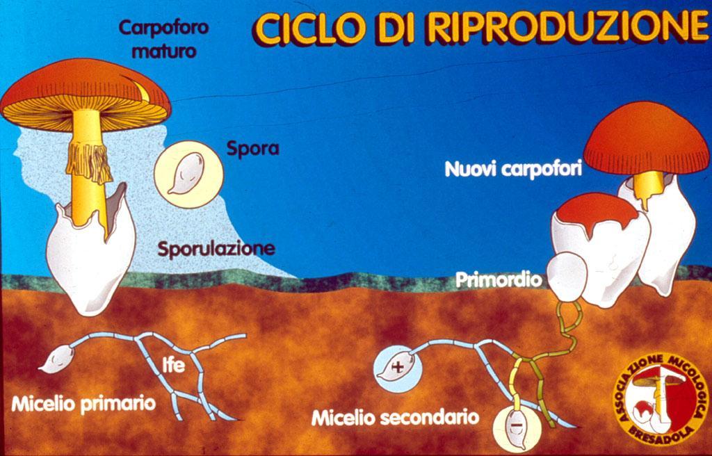 BASIDIOMICETI