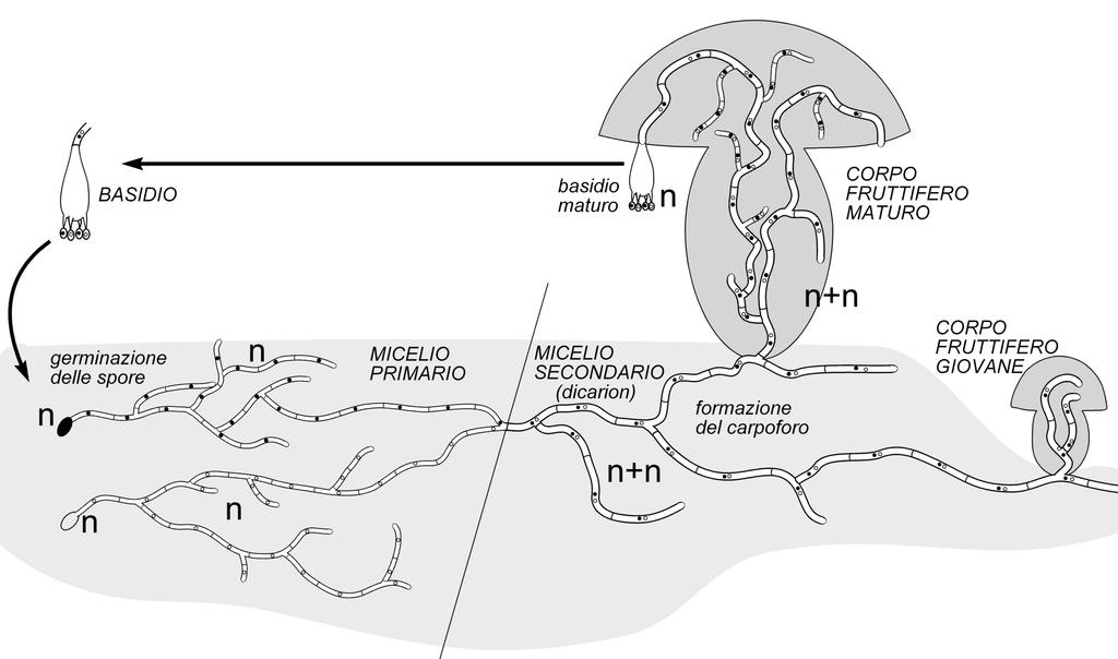 Nei BASIDIOMICETI solo il micelio