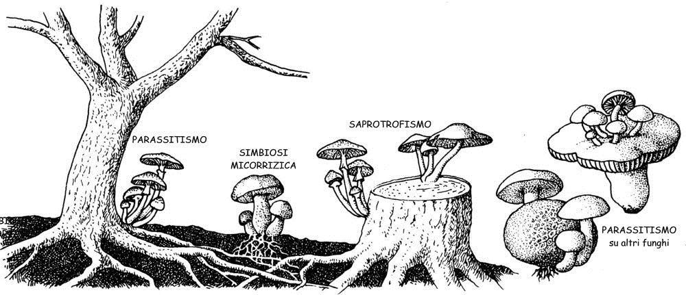 COME SI NUTRONO La loro alimentazione dipende dalle SOSTANZE ORGANICHE