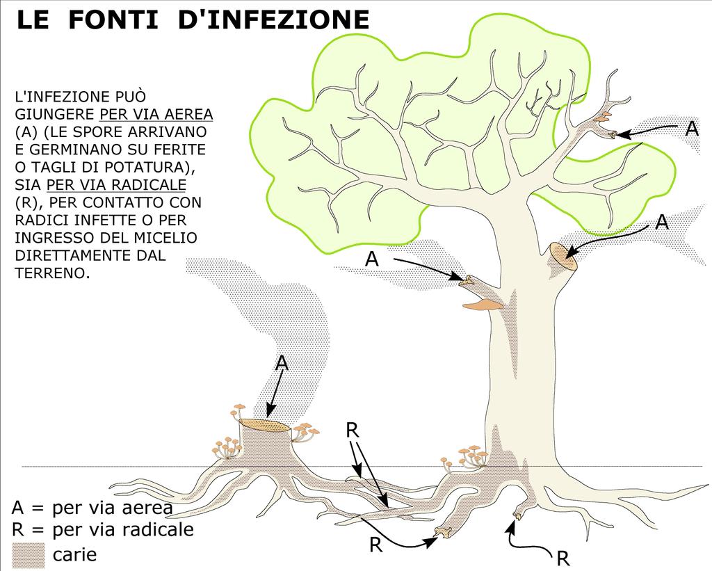 Il fungo parassita è