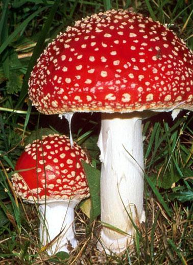 Simbiosi micorrizica Amanita muscaria BOLETI,