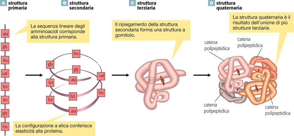 La stru@ura delle proteine 29 Cur$s et al.