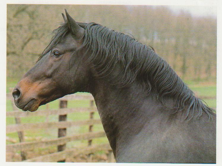 Il Cavallo Maremmano Poca biada, molta strada, ombra indomabile e brada, selvatico e tenace, forte e fiero,
