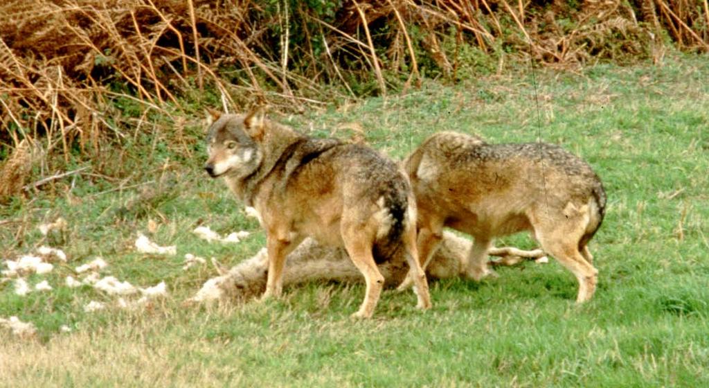 Conoscenza del fenomeno lupo Chi subisce danni da lupo deve