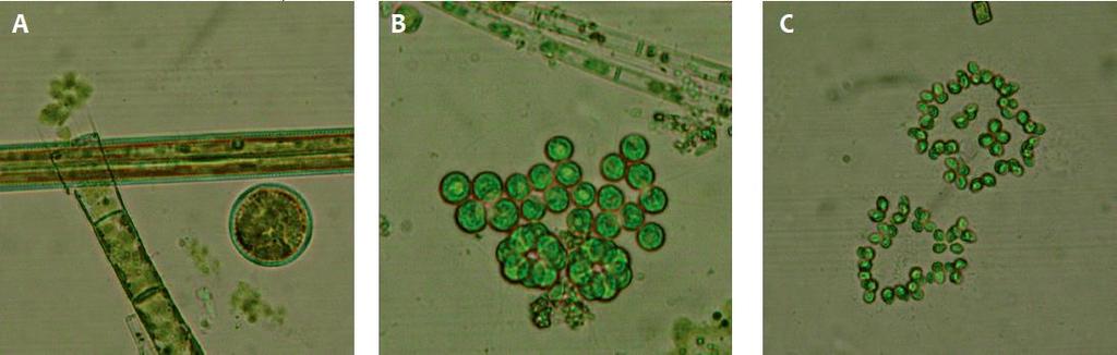 ) B: Micractiniumsp. C: Dictyosphaeriumsp. Le microalghe sono organismi unicellulari, procarioti o eucarioti, che vivono singolarmente o in colonie, in acque dolci o salate.