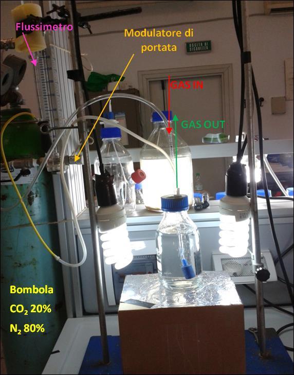 NO 3 - [mg/l] Riducendo il ph nel liquido di coltura, è stata infatti ottenuta la riattivazione della biomassa, con conseguente riduzione della concentrazione dei