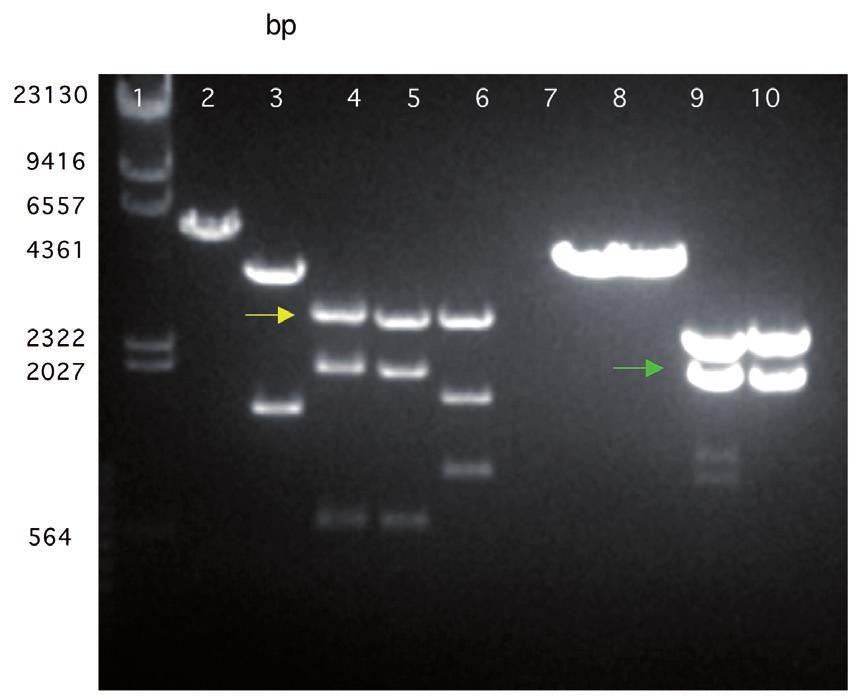 Fig. 2 - Pattern elettroforetico ottenuto dalla digestione enzimatica dei plasmidi pahc20 e pnov2820.