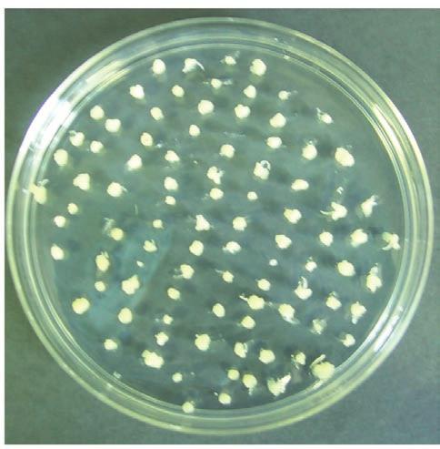 Fig. 3a - Calli embriogenici di frumento duro sviluppati dopo una settimana di coltura al buio a temperatura ambiente sul mezzo nutritivo base MS. Fig.