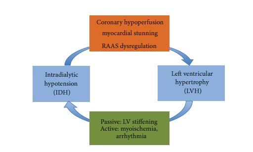 LVH sets the background for IDH development Passive promotion of IDH: 1. diastolic dysfunction theory 2. progressive myocardial fibrosis further enhancing LV stiffness 3.