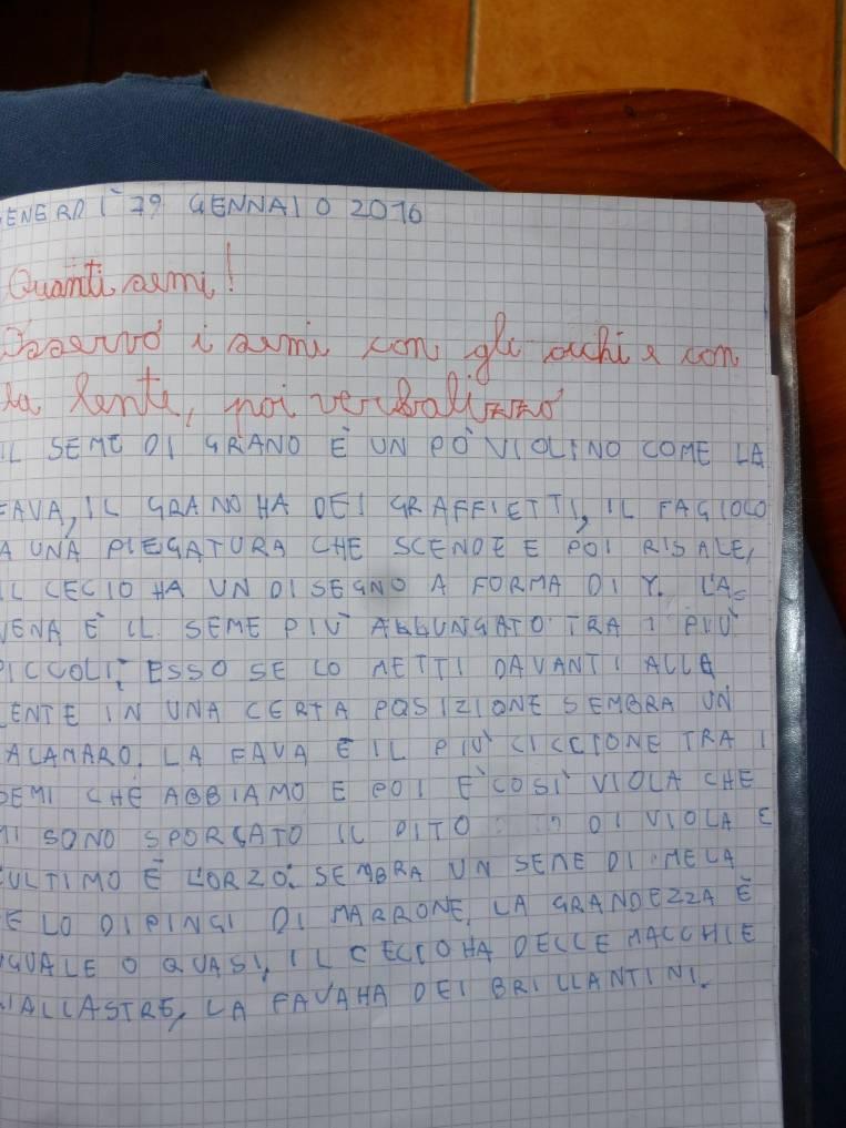 IL SEME DI GRANO E UN PO VIOLINO COME LA FAVA, IL GRANO HA DEI GRAFFIETTI, IL FAGIOLO HA UNA PIEGATURA CHE SCENDE E POI RISALE, IL CECIO HA