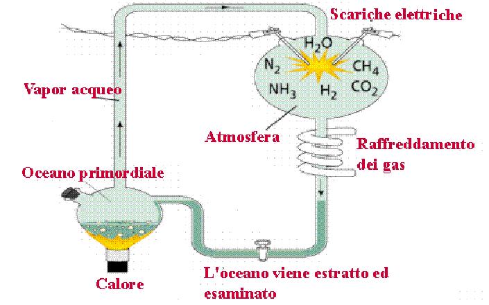 L ipotesi di Oparin, qualche decennio dopo, verrà in parte confermata sperimentalmente dal biochimico Stanley Miller Attraverso un esperimento che consisteva nel mettere in un pallone di vetro, dell