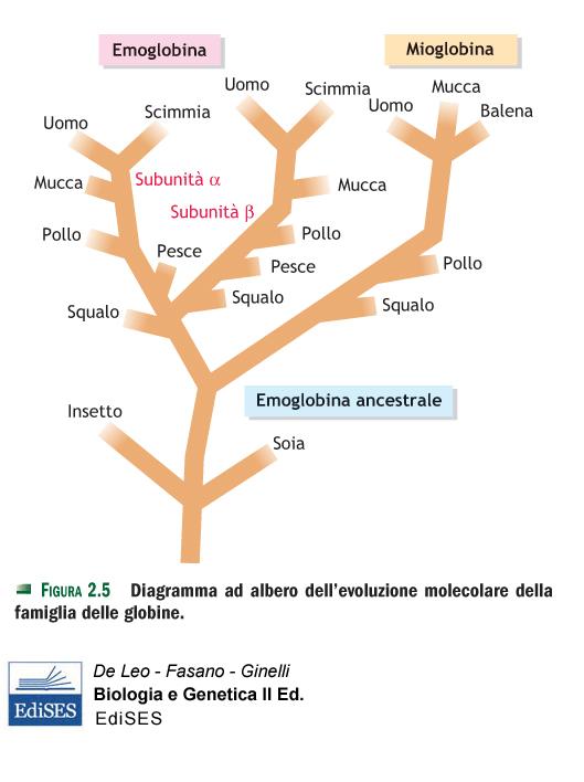 Evoluzione