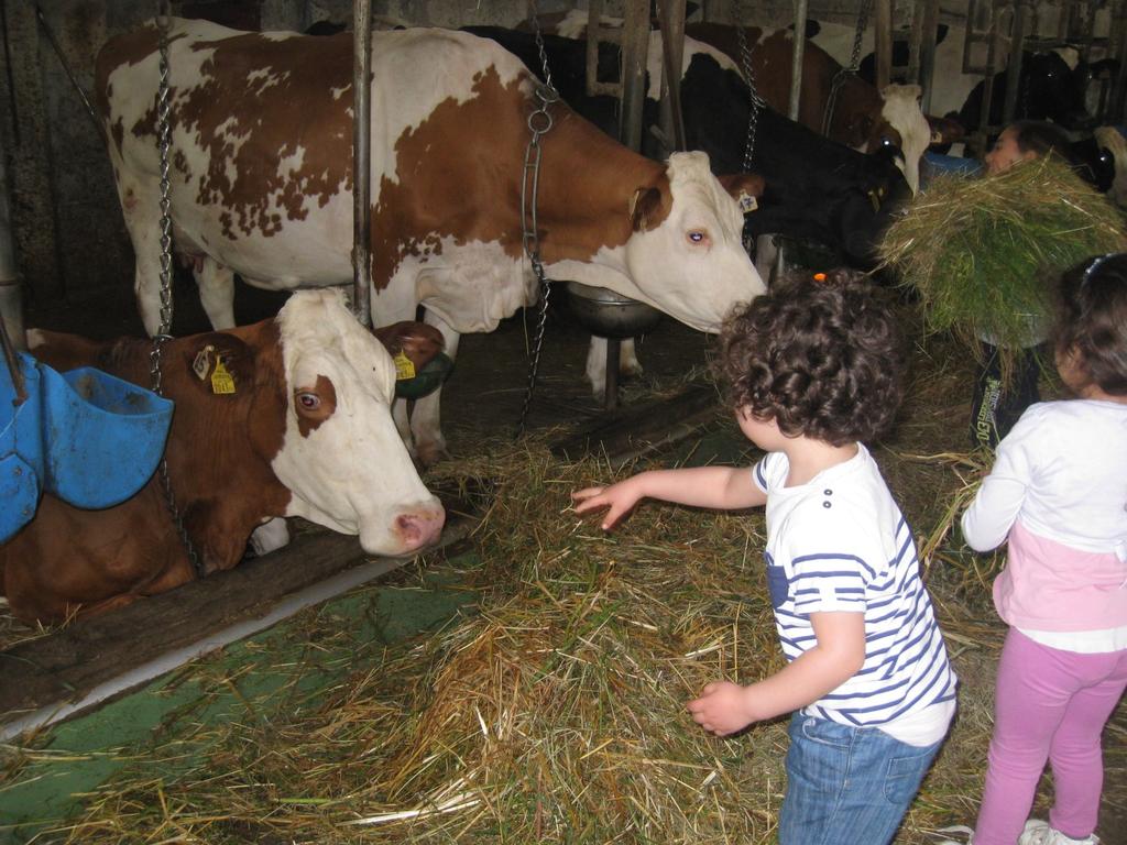 erba e giocato con il fieno Samuele Io ho dato da mangiare alle mucche gli ho lanciato il fieno e