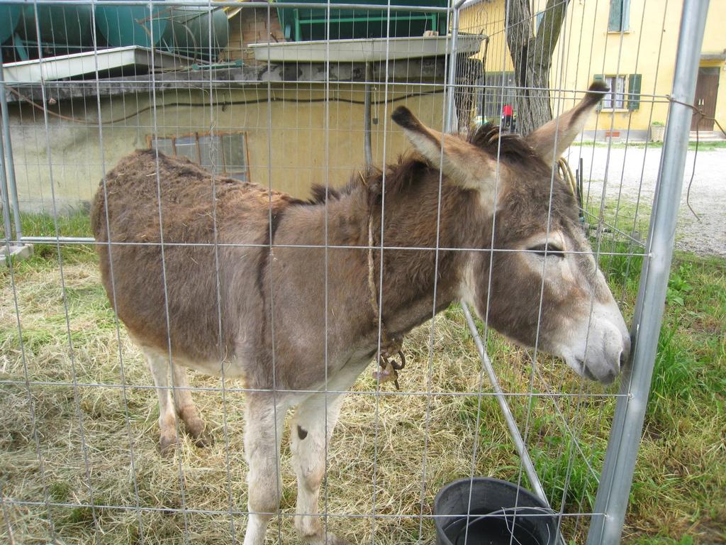 Visita Nella fattoria vivono tanti animali, sono