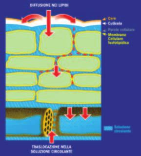 UNA MOLECOLA CON MOLTE RISORSE Tetraconazolo è l unico triazolo a presentare nella molecola il gruppo chimico tetrafluoro-etossile che gli conferisce un ottimale equilibrio tra lipofilia ed