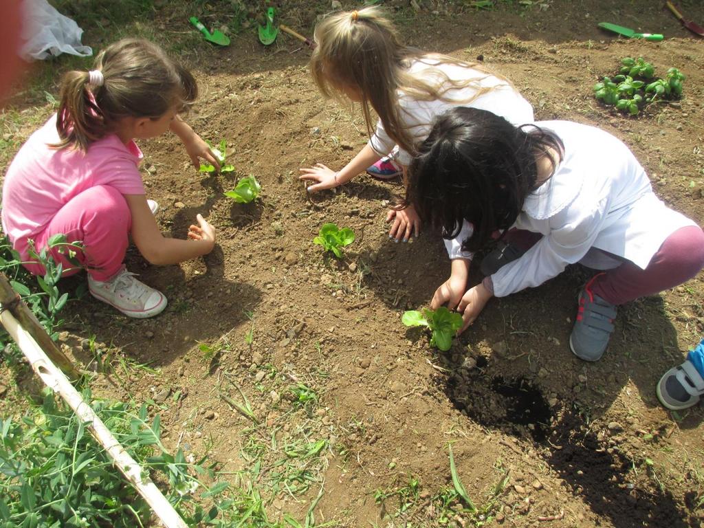 I bambini hanno affrontato l attività dell orto con molto entusiasmo e partecipazione sia perché hanno sentito la responsabilità di