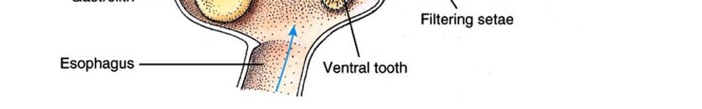 da numerose piastre cuticolari calcificate.