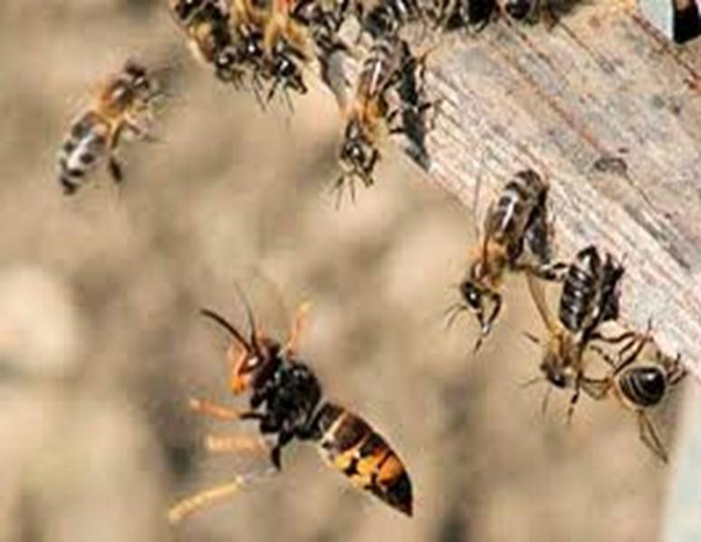 atterrate, uccise con le mandibole, e tagliate per prendere solo il torace,