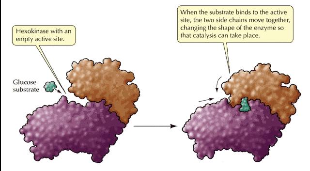 L enzima non si limita a ricevere il substrato; esso richiede anche che il substrato venga distorto in una forma
