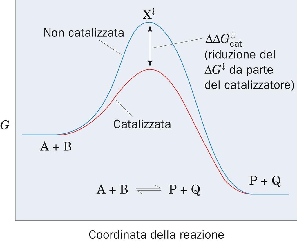 Effetto di un catalizzatore sul