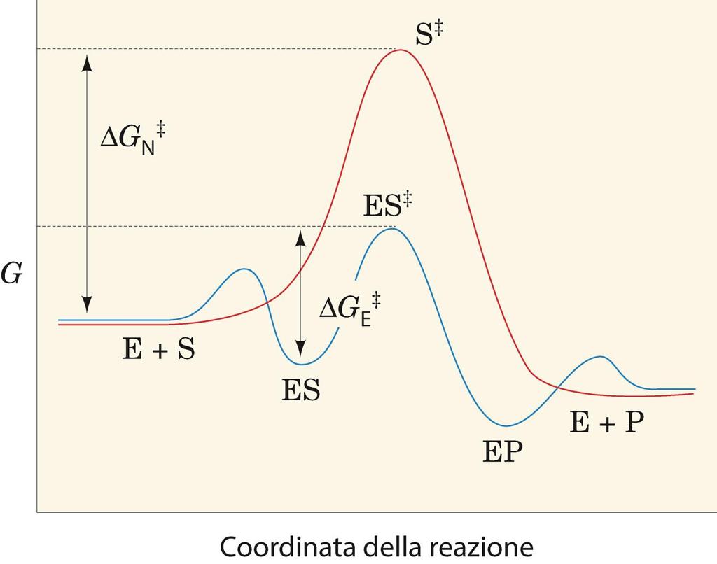 La catalisi attraverso il legame