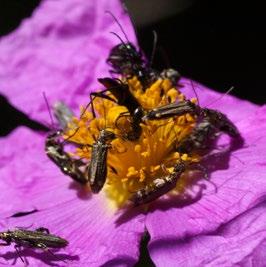 circa Citizen b Science Il popolo degli impollinatori Gli insetti impollinatori, come api, bombi, sirfidi e farfalle, sono essenziali per garantire la riproduzione delle piante e la produttività