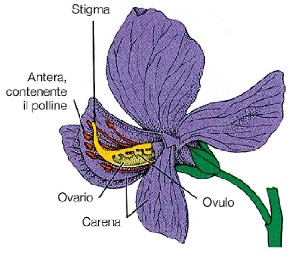 Impostazione degli esperimenti di Mendel: a) scelta dei caratteri (caratteri singoli, presenti in forme alternative facilmente distinguibili) b) scelta della specie (Pisum sativum, facile da