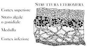 ALLEGATO 1 - Glossario Cianolicheni: di licheni il cui partner algale è rappresentato da un cianobatterio; Crostosi: di licheni il cui tallo risulta strettamente adeso al substrato; la loro