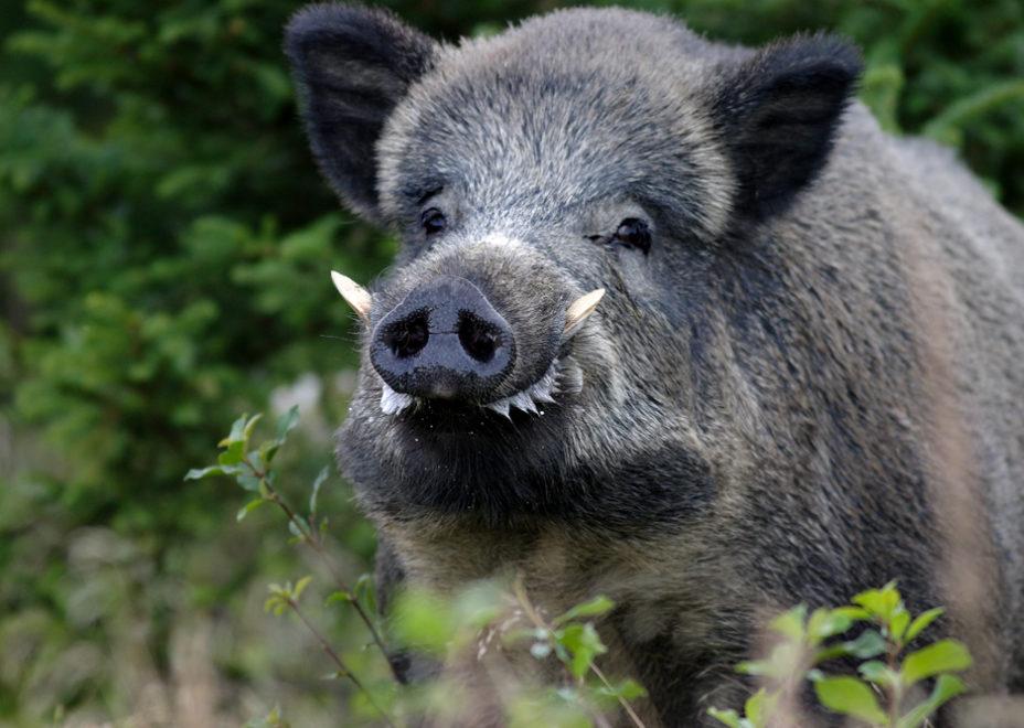 La mandibola di un cinghiale può dirci tantissime cose sulla sua età e sullo suo stato generale al momento della cattura.