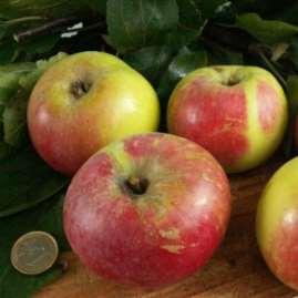 Campanino (Modenese) Maturazione: ottobre Frutto: piccolo, verde-rosso Polpa: acidula, aromatica, bianco crema,
