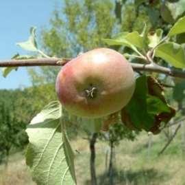 San Piero Maturazione: giugno Frutto: medio, giallo-rosso Polpa: