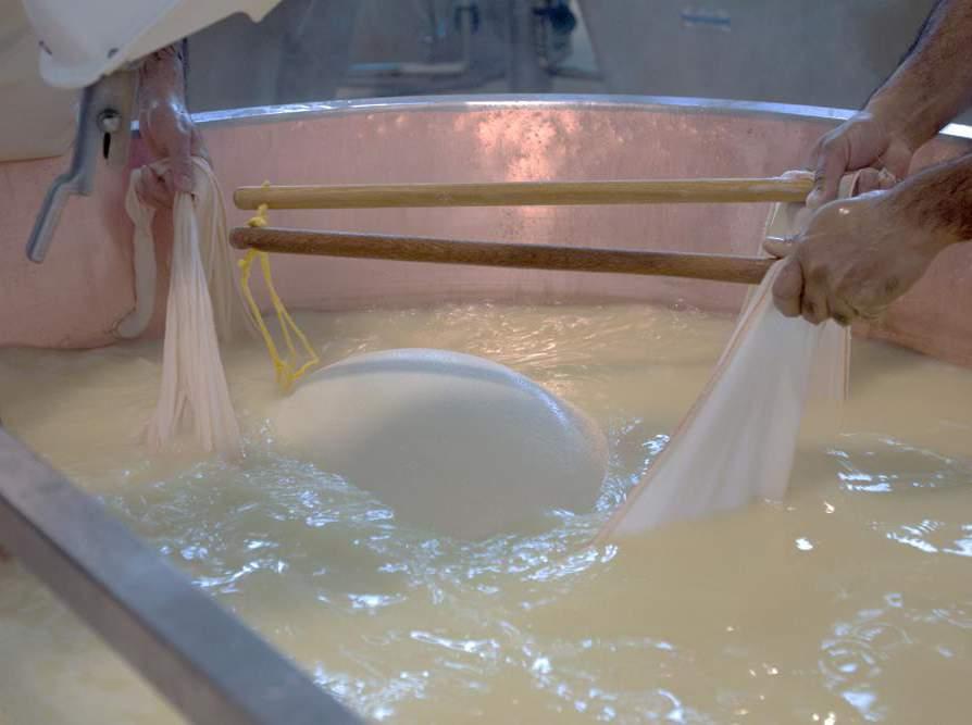 PASSAGGIO DELL AFLATOSSINA M 1 NEL FORMAGGIO Durante il processo di caseificazione, l AFM 1 si ripartisce tra cagliata e siero.