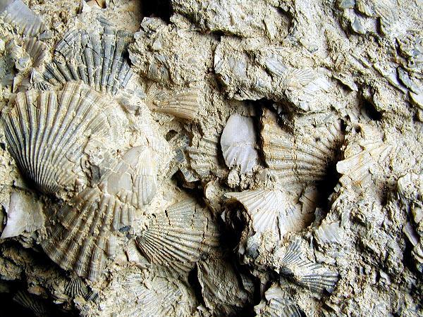 resina fossile. Dove cercare i fossili Non tutti i tipi di rocce presentano fossili al loro interno.