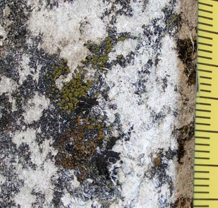 lichenica di substrati