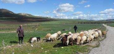 in agricoltura Miglioramento della qualità dei prodotti