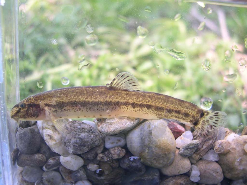 C è anche un altra specie di Cobite, il