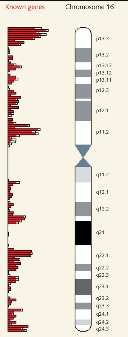 Un esempio specifico: la famiglia delle globine Il lucus α-globin sul cromosoma 16 p13.3 NCBI map viewer: regione genomica p13.