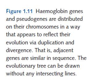 Numerose duplicazioni e divergenze Paraloghi: geni che si sono