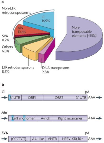 transposable elements, the vast majority of which are non-ltr