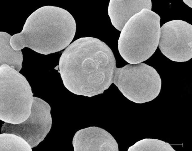 Microrganismi e condizioni di crescita Pichia stipitis CBS 6054 e Saccaromyces cerevisiae FPL 450 mantenuti in YPD a 4 C Coltura di