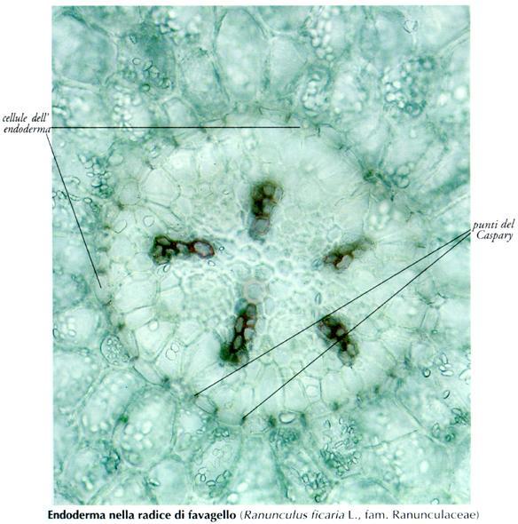 ENDODERMA CELLULE DI PERMEAZIONE: Sono alcune cellule endodermiche possono