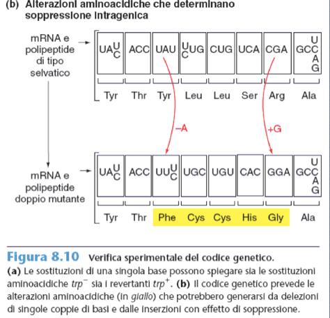 Usare la genetica