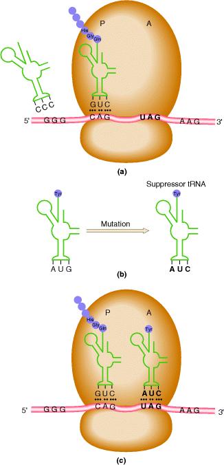 Soppressori di mutazioni non senso Competizione con i fattori di rilascio Soppressore amber Il t-rna per la