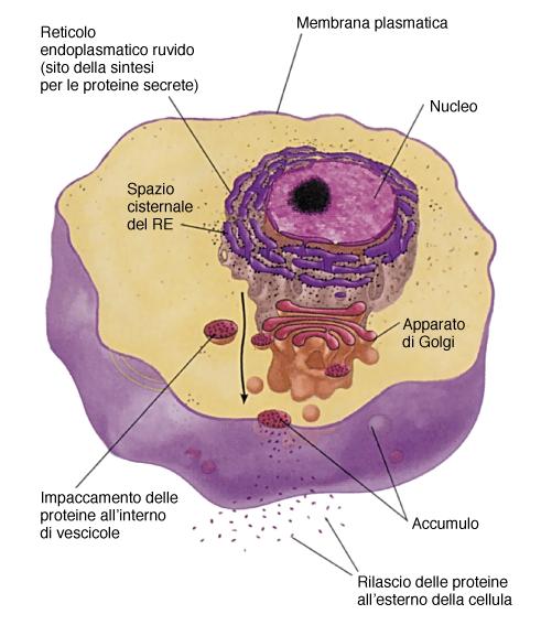 Le proteine secrete vengono