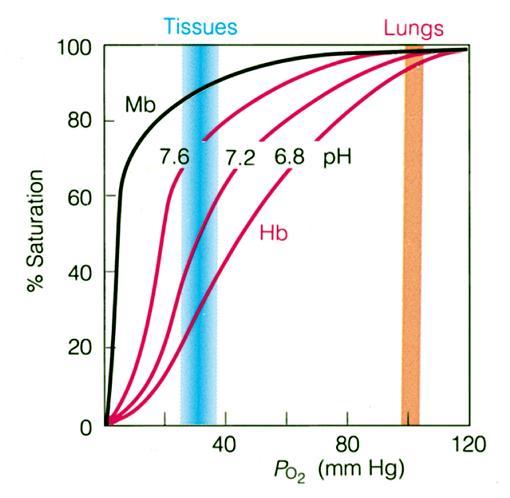 forte (reaz. inversa) Hb: 4 subunità ai vertici di un tetraedro + 4 eme.